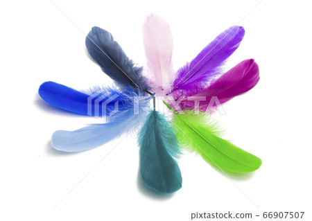 goose feather isolated goose feather isolated 66907507