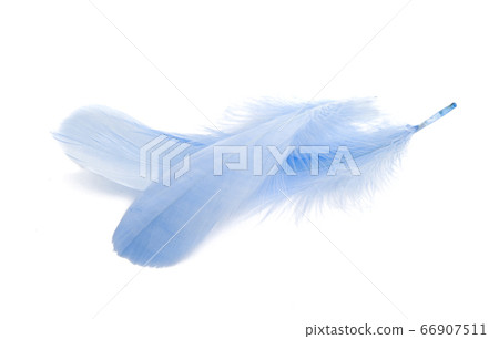 goose feather isolated goose feather isolated 66907511