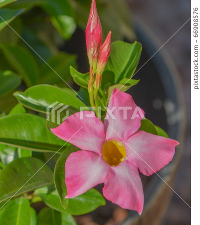 Dipladenia, Mandevilla Sanderi, is a annual shrub. With showy pink, red, raspberry splash blooms in Glendale, Maricopa County, Arizona USA. 66908576