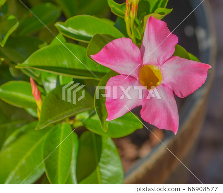 Dipladenia, Mandevilla Sanderi, is a annual shrub. With showy pink, red, raspberry splash blooms in Glendale, Maricopa County, Arizona USA. 66908577