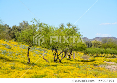 Beautiful Yellow Wildflowers and Mequite trees in Skunk Creek Wash and Trail in Glendale, Maricopa County, Arizona USA Beautiful Yellow Wildflowers and Mequite trees in Skunk Creek Wash and Trail in Glendale, Maricopa County, Arizona USA 66908593