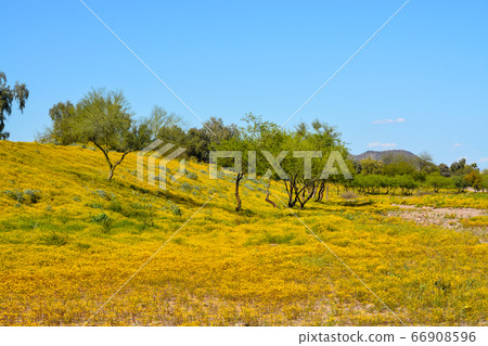 Beautiful Yellow Wildflowers and Mequite trees in Skunk Creek Wash and Trail in Glendale, Maricopa County, Arizona USA  66908596