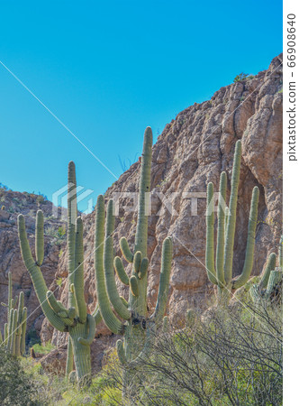 Saguaro Cactus (Carnegiea Gigantea) at Boyce Thompson Arboretum State Park in Superior, Arizona USA 66908640