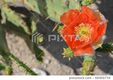 Prickly Pear Cactus (Opuntia Cactaceae) blooming in Glendale, Maricopa County, Arizona USA 66908739