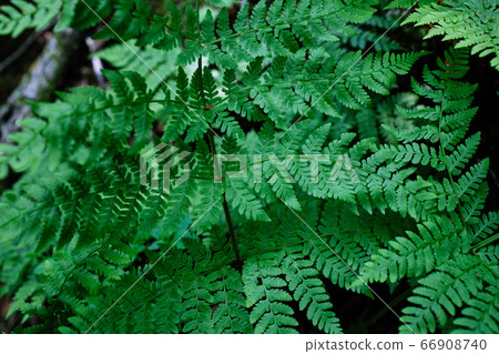 Fern 66908740
