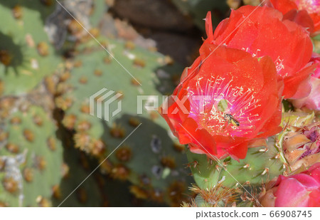Prickly Pear Cactus (Opuntia Cactaceae) blooming in Glendale, Maricopa County, Arizona USA Prickly Pear Cactus (Opuntia Cactaceae) blooming in Glendale, Maricopa County, Arizona USA 66908745