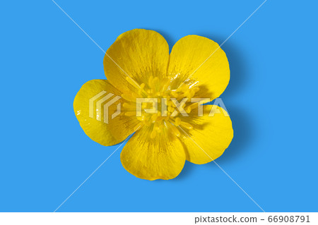 Yellow buttercup flower isolated on blue 66908791