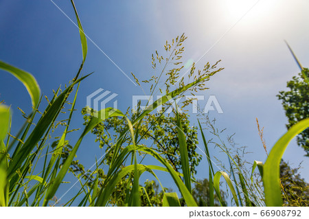 Green grass look up, view from below Green grass look up, view from below 66908792