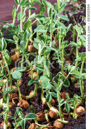 Microgreen pea sprouts on old wooden table. Vintage style. Vegan and healthy eating concept. Growing sprouts. Microgreen pea sprouts on old wooden table. Vintage style. Vegan and healthy eating concept. Growing sprouts. 66908994