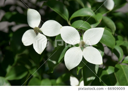 White flower White flower 66909009
