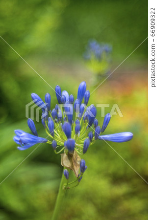 百子花 百子花 66909322