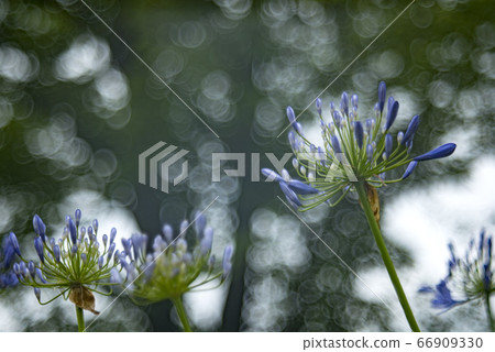 愛情花花和肥皂泡沫散景 66909330