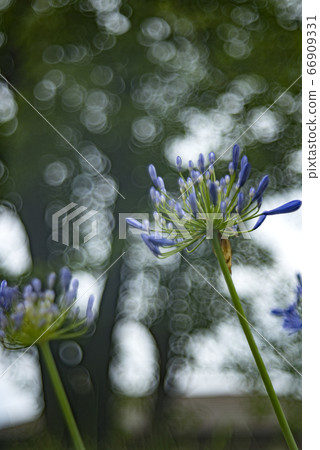 愛情花花和肥皂泡沫散景 愛情花花和肥皂泡沫散景 66909331