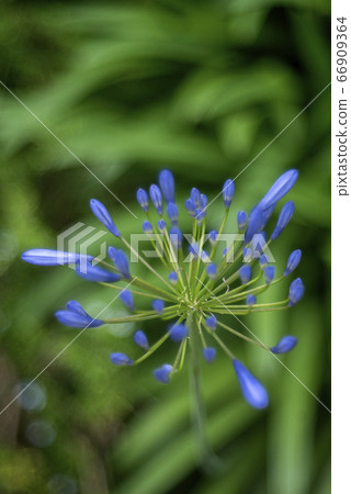 百子花 66909364