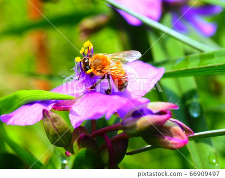 花和蜂 花和蜂 66909497