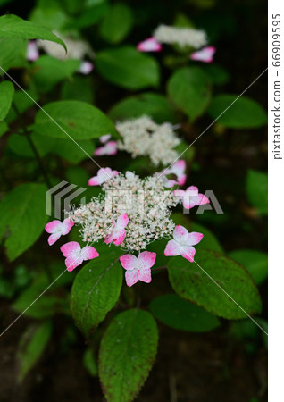 山繡球紅 66909595