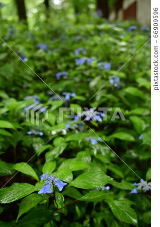 八重山繡球花 八重山繡球花 66909596