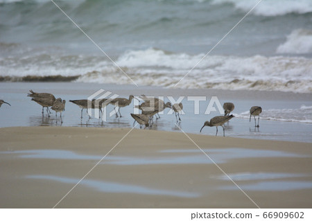 杓鷸 杓鷸 66909602