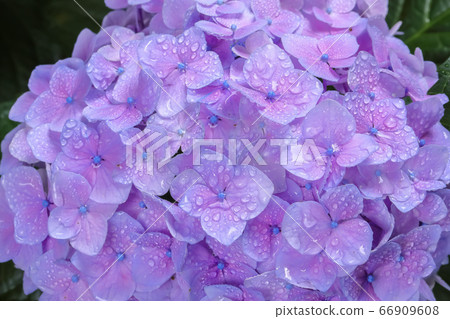 雨後的繡球花 雨後的繡球花 66909608