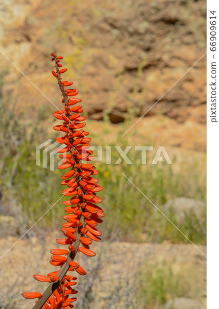 Aloe Brunnthaleri, Juttae, Microstigma is a Floriferous Aloe with cheerful flowers blooming at Boyce Thompson Arboretum, Superior, Arizona USA Aloe Brunnthaleri, Juttae, Microstigma is a Floriferous Aloe with cheerful flowers blooming at Boyce Thompson Arboretum, Superior, Arizona USA 66909614
