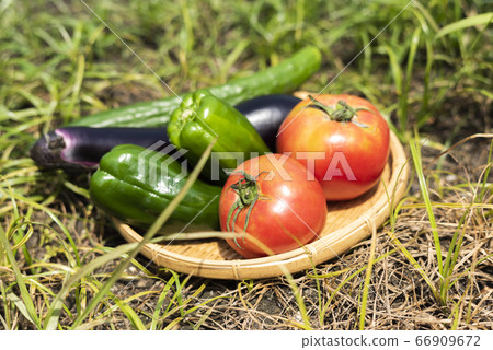 在家庭菜園的菜 66909672