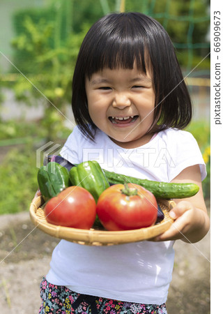 菜園裡的新鮮蔬菜 66909673