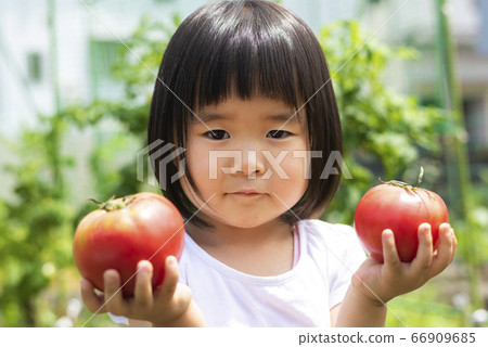 A child holding a tomato from the kitchen garden A child holding a tomato from the kitchen garden 66909685