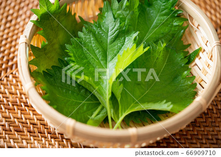 藍紫蘇 藍紫蘇 66909710