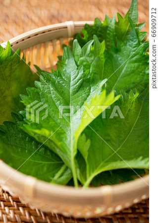 Blue shiso 66909712