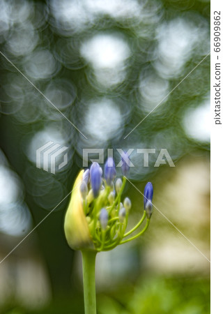 打開百子花芽和肥皂泡沫散景 打開百子花芽和肥皂泡沫散景 66909862