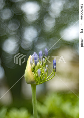 打開百子花芽和肥皂泡沫散景 打開百子花芽和肥皂泡沫散景 66909863