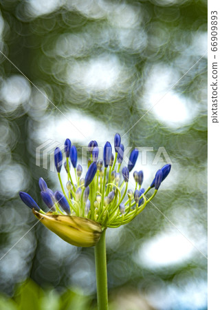 愛情花和肥皂泡沫散景盛開在樹林裡 66909893