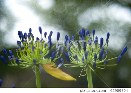 愛情花和肥皂泡沫散景盛開在樹林裡 愛情花和肥皂泡沫散景盛開在樹林裡 66909894