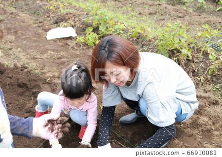 Family harvesting potatoes Family harvesting potatoes 66910081