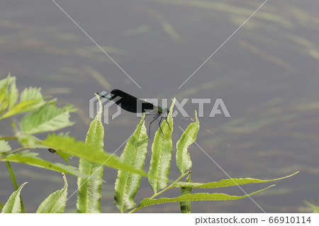 Red-tailed dragonfly 66910114