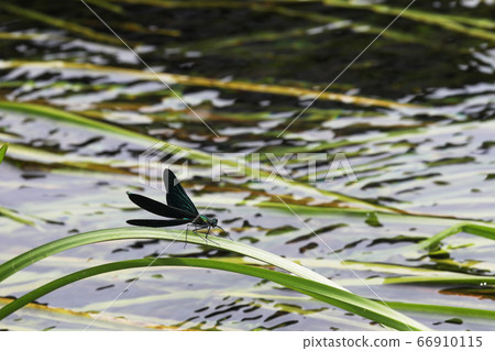 Red-tailed dragonfly 66910115