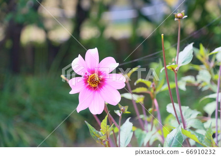 大麗花花 66910232