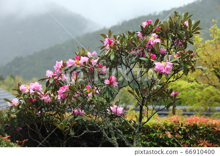 順德皇帝杜鵑花 順德皇帝杜鵑花 66910400