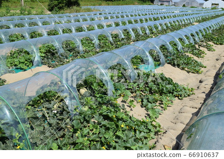 Melon cultivation Shonai sand dune Melon cultivation Shonai sand dune 66910637