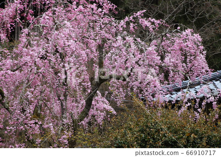 Weeping cherry blossoms on the approach to Jakoin Weeping cherry blossoms on the approach to Jakoin 66910717