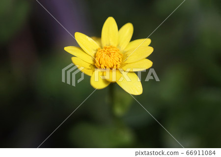 小白屈菜花 66911084