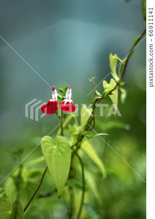 櫻桃鼠尾草花 66911141