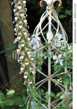 洋地黃咖啡霜 66911233