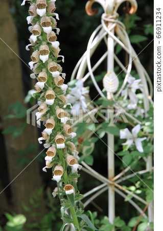 洋地黃咖啡霜 66911234