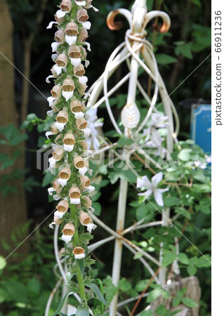 Digitalis Cafe Cream Digitalis Cafe Cream 66911236