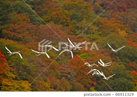 鶴岡天鵝 鶴岡天鵝 66911329