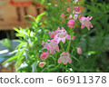 Penstemon sunburst ruby 66911378