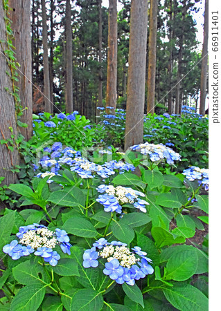 Hydrangea at Nihonji Temple, Tako Town, Katori District, Chiba Prefecture Hydrangea at Nihonji Temple, Tako Town, Katori District, Chiba Prefecture 66911401