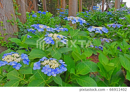 Hydrangea at Nihonji Temple, Tako Town, Katori District, Chiba Prefecture Hydrangea at Nihonji Temple, Tako Town, Katori District, Chiba Prefecture 66911402