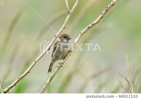 Sparrow Sparrow 66911520